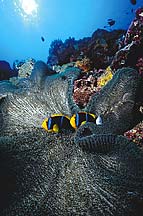 TRAVEL INFO GALAPAGOS - GALAPAGOS ISLANDS - TRAVEL INFO GALAPAGOS