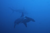 DIVING GALAPAGOS - GALAPAGOS ISLANDS DIVING COURSES - DIVING GALAPAGOS