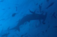 GALAPAGOS DIVING TOURS - GALAPAGOS DIVING TOURS - GALAPAGOS DIVING TOURS