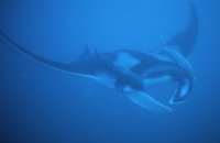 DIVING GALAPAGOS - GALAPAGOS ISLANDS DIVING COURSES - DIVING GALAPAGOS