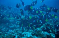 Scuba diving Galapagos islands