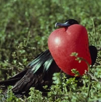 TRAVEL INFO GALAPAGOS - GALAPAGOS ISLANDS - TRAVEL INFO GALAPAGOS