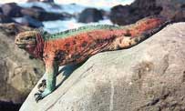 Animals - Fauna of the Galapagos islands. Galapagos animals