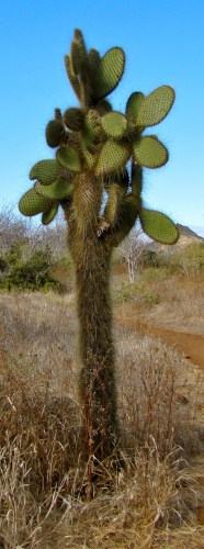 Galapagos travel information