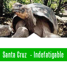 Santa Cruz island -  Galapagos islands hotels