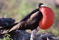 Animals - Fauna of the Galapagos islands. Galapagos animals