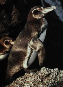 Santiago galapagos islands