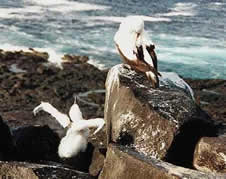 Genovesa Marchena and Pinta