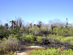 Baltra Galapagos islands travel information - travel guide. Cruises, scuba diving accommodation