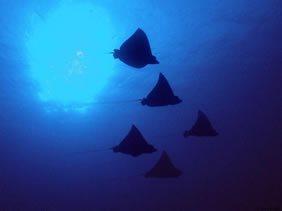 Animals - Fauna of the Galapagos islands. Galapagos animals