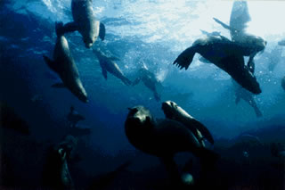 Galapagos island Santa Cruz Indefatigable