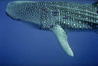 GALAPAGOS DIVING TOURS - GALAPAGOS DIVING TOURS - GALAPAGOS DIVING TOURS