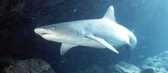 Animals - Fauna of the Galapagos islands. Galapagos animals